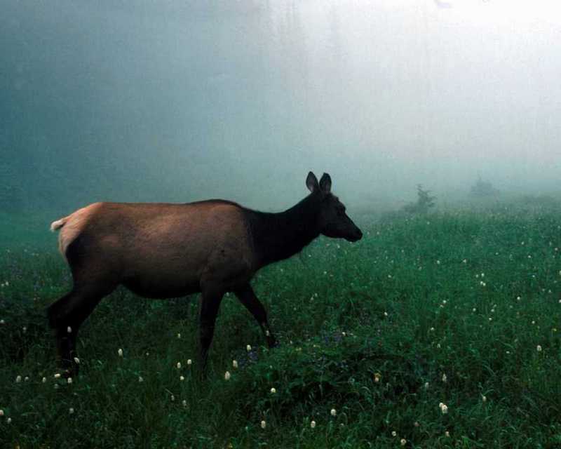 animalwild022-Elk Female-Walks on misty grassfield.jpg