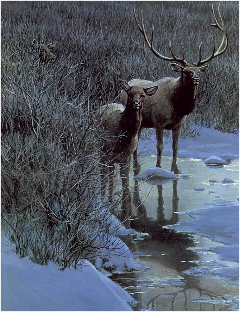 Bateman - Evening Light-Elk 1995 zw.jpg
