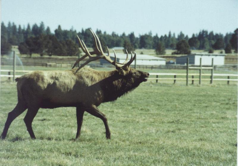 Bull Elk01.jpg