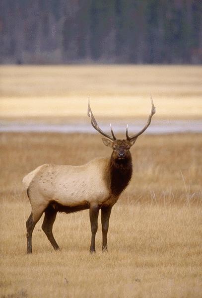 Bull Elk-15530010.jpg