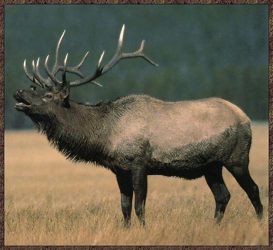 Elk 01-Roaring-On Autumn Grassfield.jpg