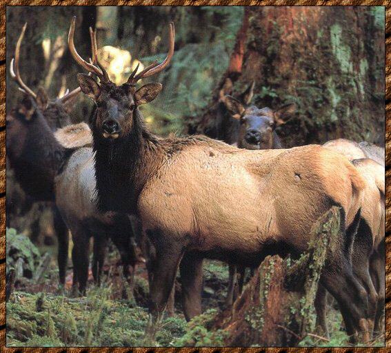 Elk 02-Pack-In Forest.jpg