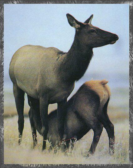 Elk 05-Yellowstone-Mom Nursing Calf.jpg