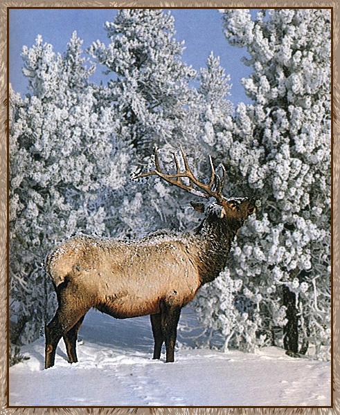 Elk 06-Snow World.jpg