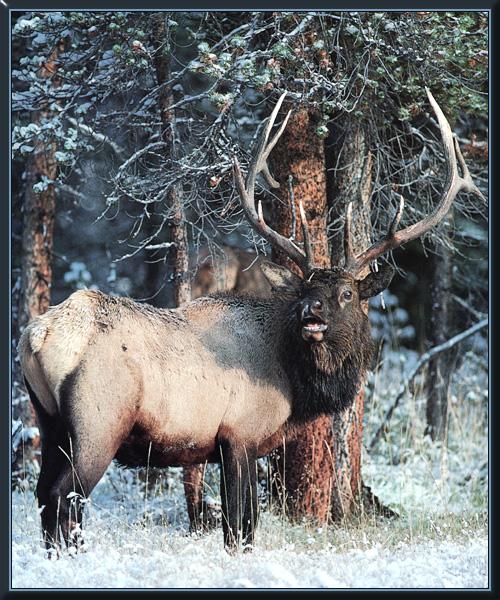 Elk 11-Looks back and roars.jpg