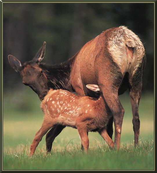 Elk 13-Mom nursing baby.jpg