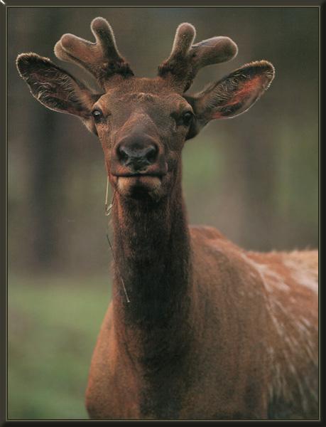 Elk 15-Face closeup.jpg