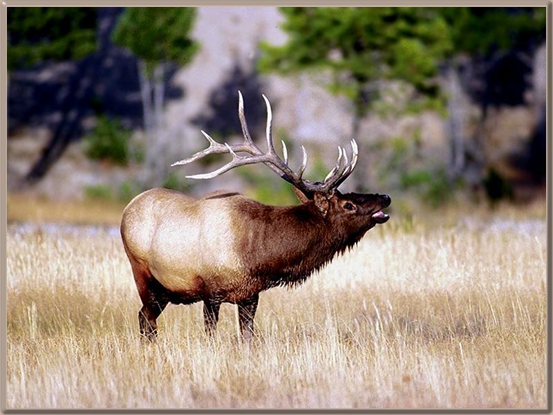 Elk 41006-Roaring.jpg