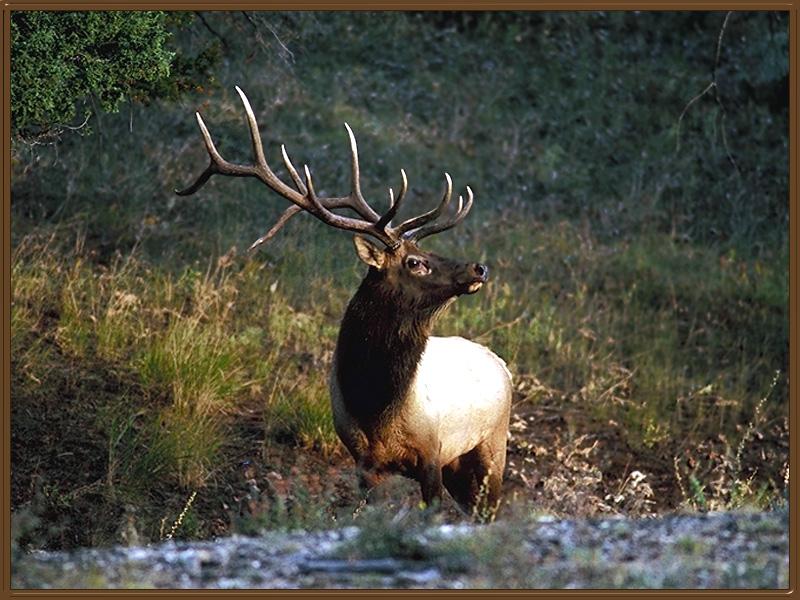 Elk 41009-White Fur.jpg