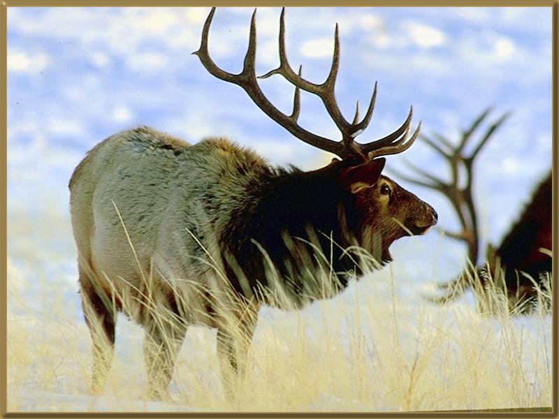 Elk 41010-White Fur.jpg