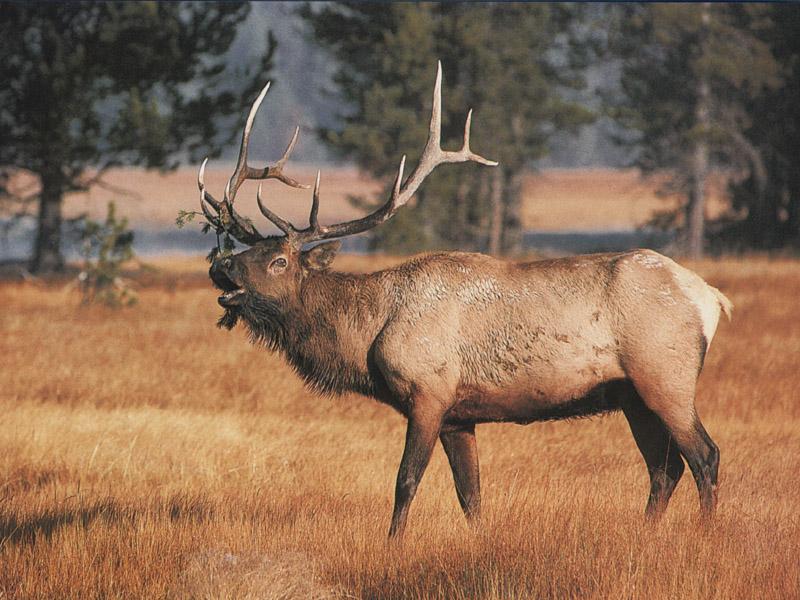 Elk 50-Roaring.jpg