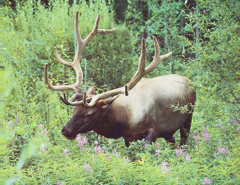 Elk 53-In bloomed bush.jpg