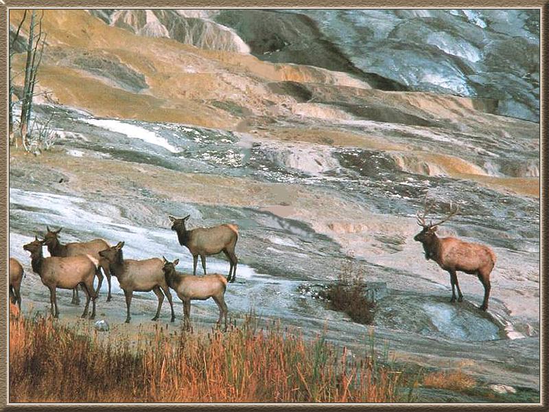 Elk Herd-On the hill.jpg