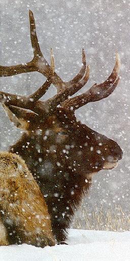 elk04 Face Closeup In Snow Fall.jpg