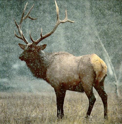 elk05-standing in snow fall.jpg