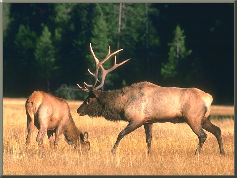 Elks 24-Pair-On autumn field.jpg