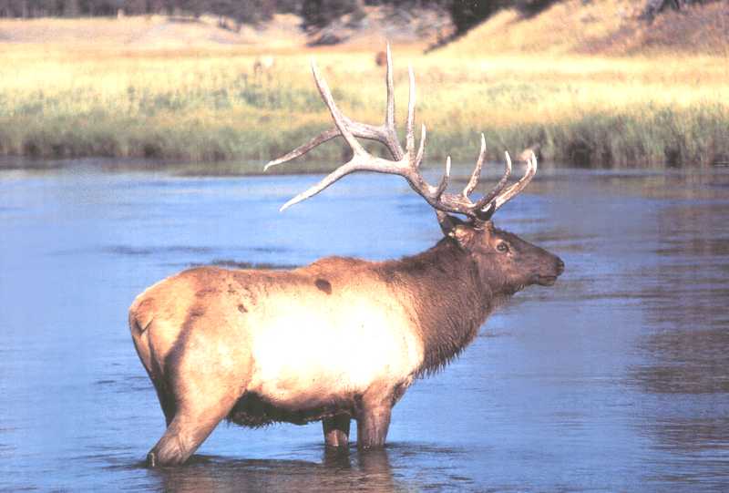 Elk-standing in lake.jpg
