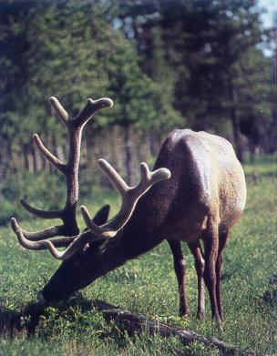 lj Bull Elk-Idaho.jpg