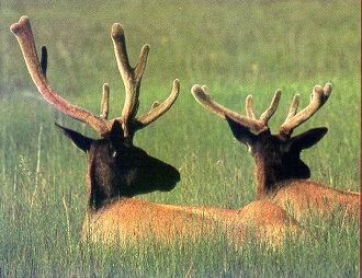 lj Garry Wunderwald Elk In Velvet.jpg