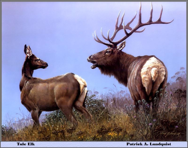 p-bwa-45-Tule Elks-Painting by Patrick A Lundquist.jpg
