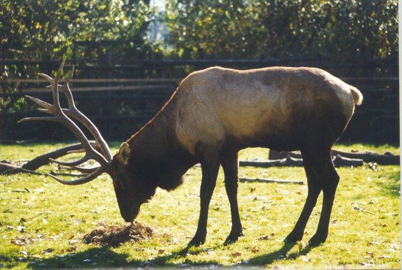 wapiti-American Elk.jpg