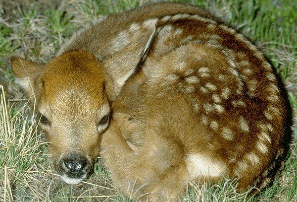 09340095-Baby Deer.jpg