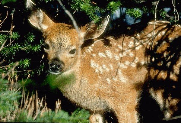 09340097-Baby Deer.jpg