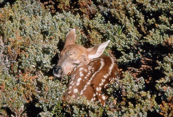 09340099-Baby Deer.jpg