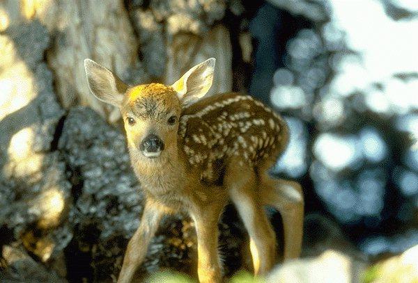 09340100-Baby Deer.jpg
