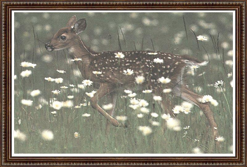 19 Illinois State Parks-Photo Unknown-White Tailed Deer Fawn graylady.jpg