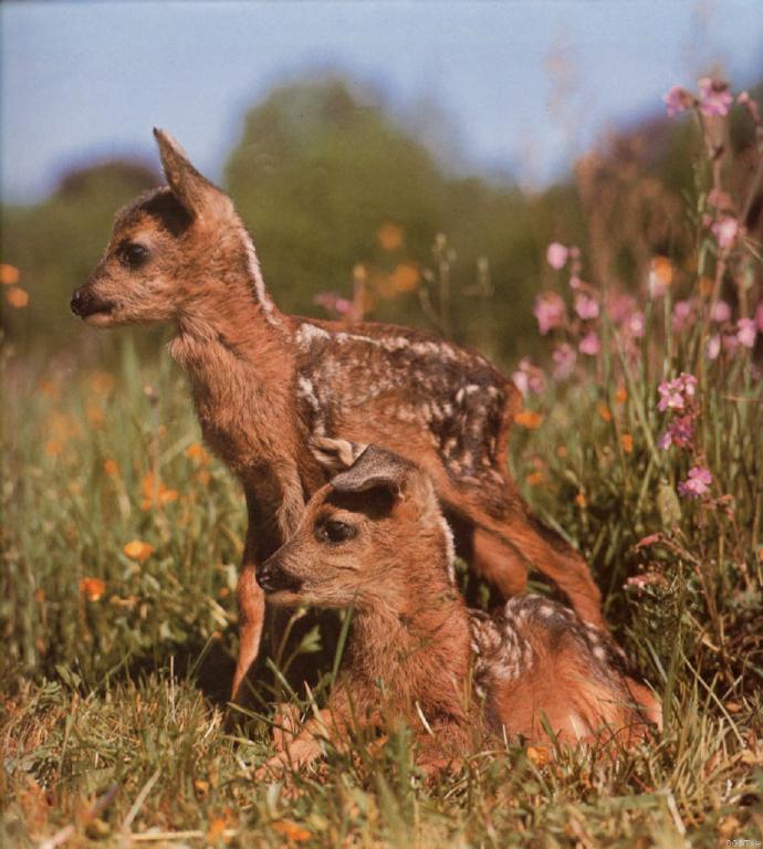 cal1985-Two Baby Deer-rehkitze.jpg