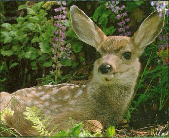 Deer-fawn.jpg