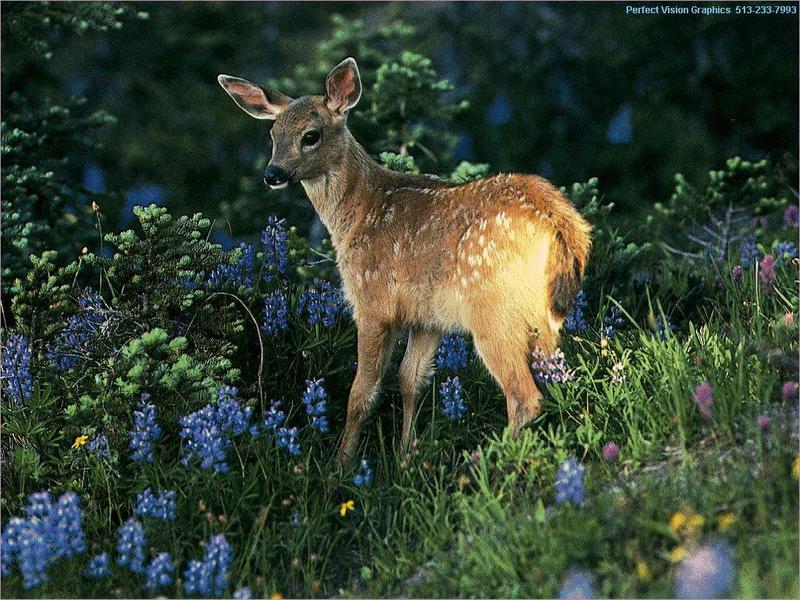 pvban007-Baby Deer-Fawn In Flawer Garden.jpg