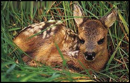 R djur1-Baby Deer-fawn sitting on grass.jpg