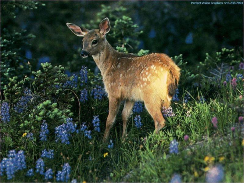 wild-10 Baby Deer.jpg