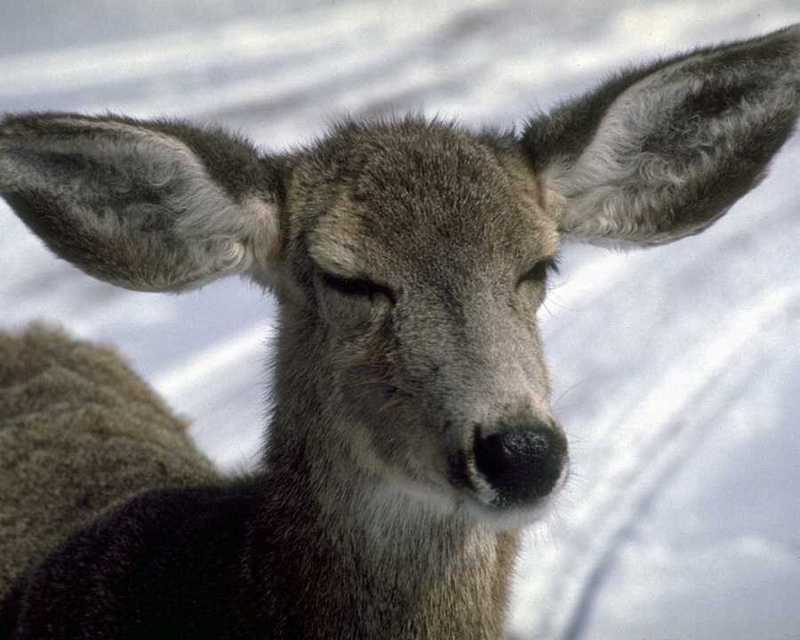 animalwild016-Deer-Face Closeup-Sleepy Eyes.jpg