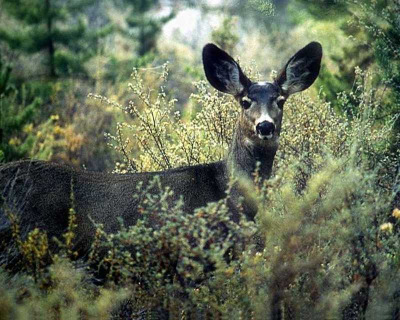 animalwild017-Mule Deer-Face Closeup-In Forest.jpg