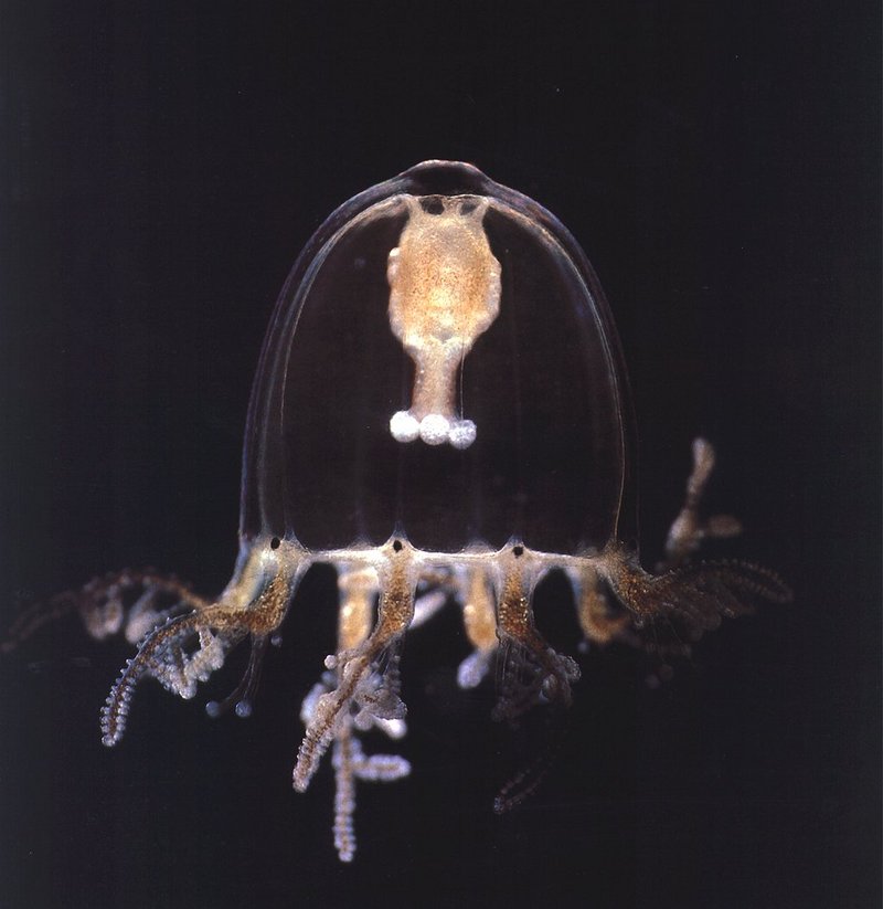 hydroid medusa-unknown species-jellyfish closeup.jpg