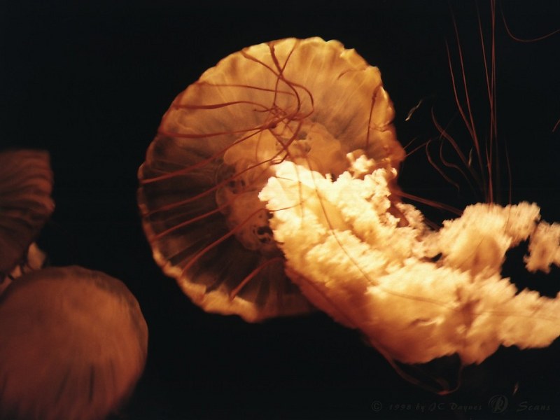 jelfi5l-Jellyfish-closeup.jpg