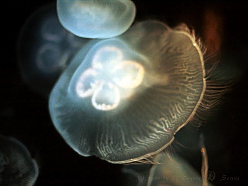 jelfish1-Pale Jellyfishes.jpg