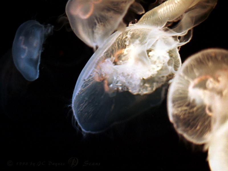 jelfish2-Pale Jellyfishes.jpg