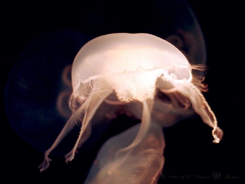 jelfish3-Pale Jellyfishes.jpg