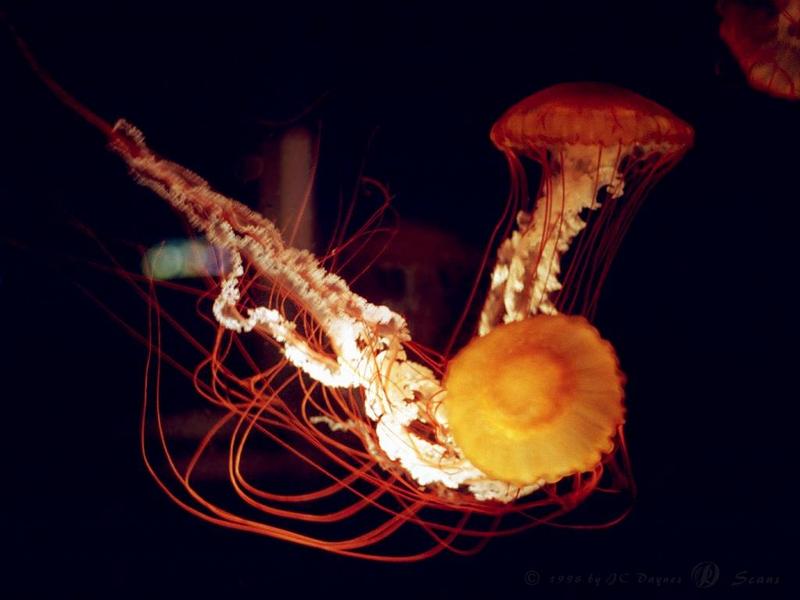 jelfish4-Bright Orange Jellyfishes.jpg