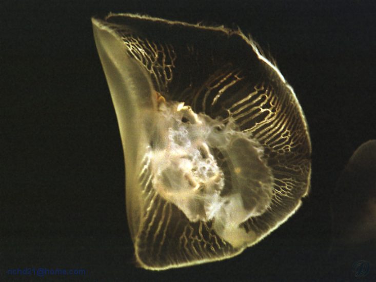 Jellyfish1F.jpg