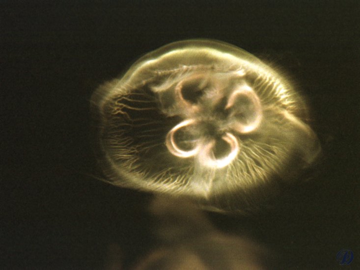 Jellyfish2F.jpg