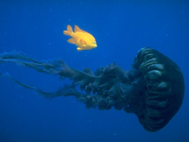 sc-s095233-Yellow Tang Fish Follows Black Jellyfish.jpg
