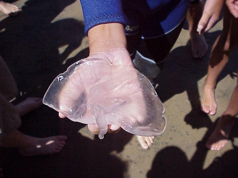 TripPicture16-Jellyfish-on hand.jpg