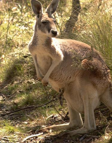 gr-kangaroo01-looks-back.jpg