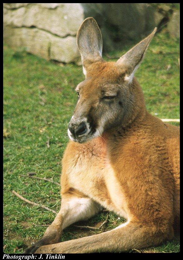 JT01555-Kangaroo-sleepy face-closeup.jpg