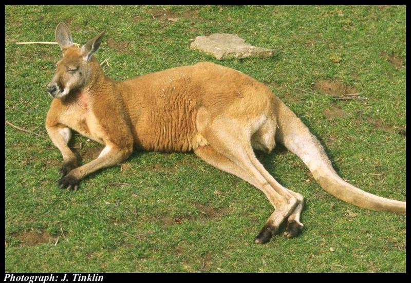 JT01557-Kangaroo-resting on grass.jpg